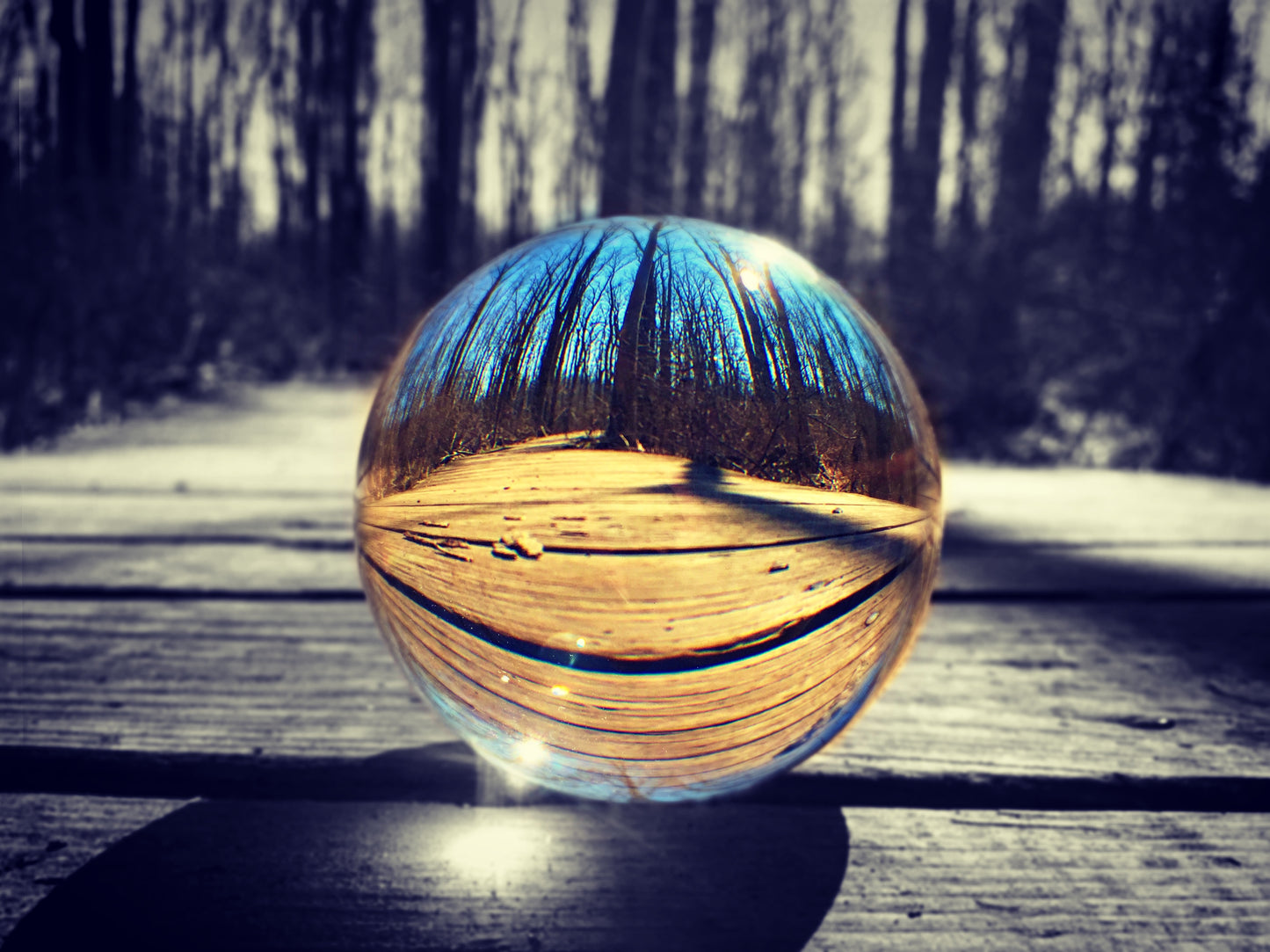 Asbury Woods Boardwalk Photograph