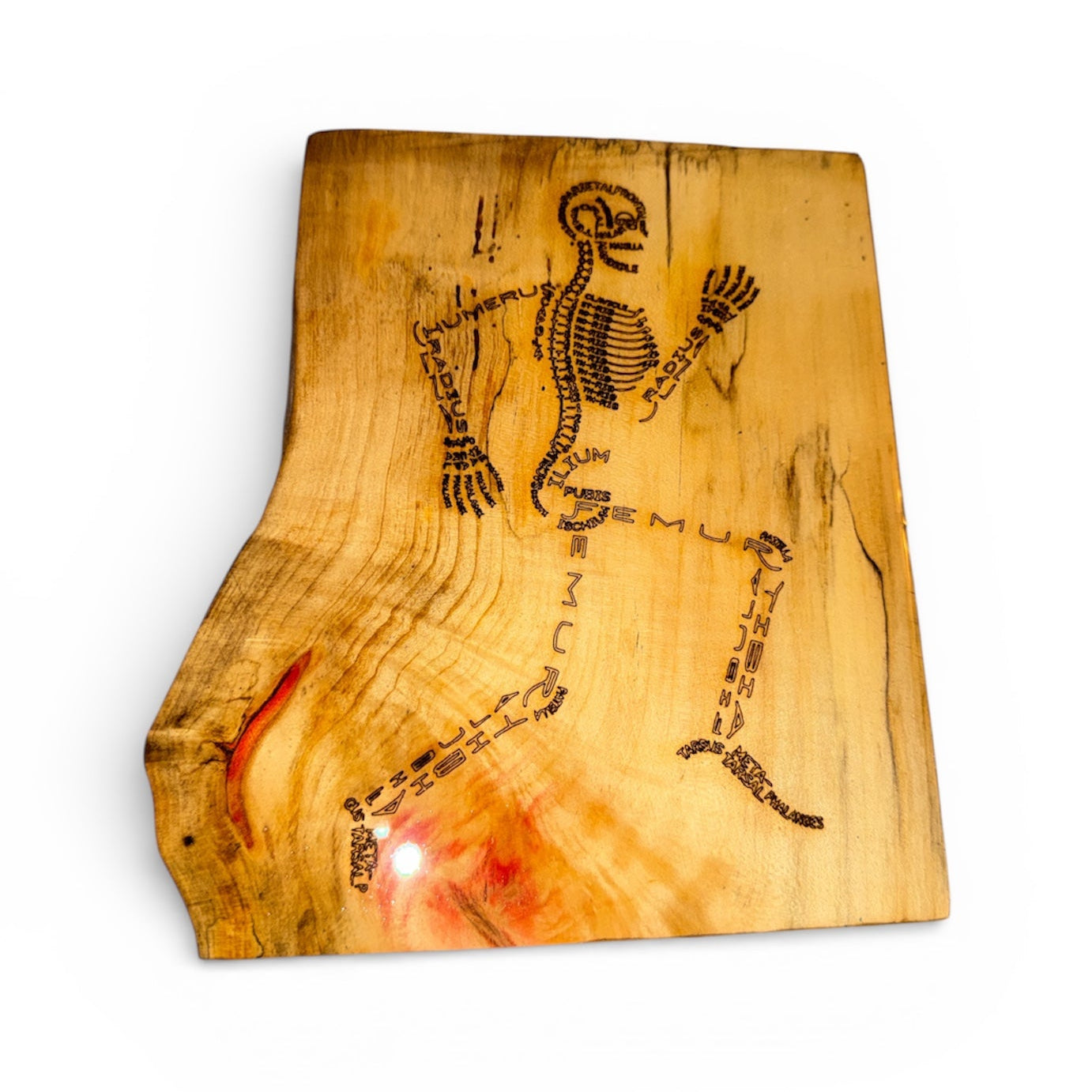 Handcrafted live edge wood slab featuring a laser engraved human skeleton formed by anatomical bone names in typography.