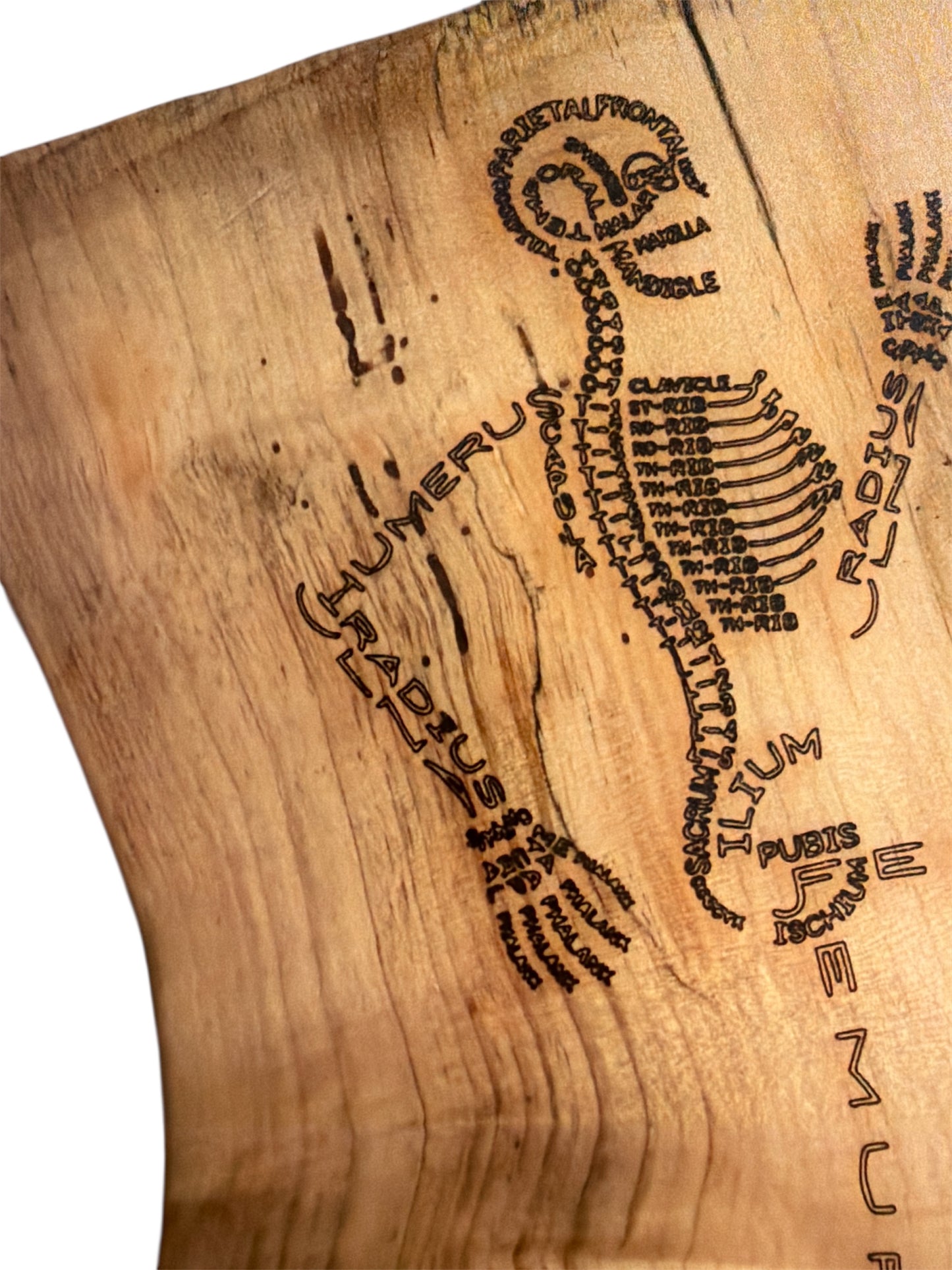 Close-up of engraved typography art on wood showing the skull and ribcage formed by medical bone terminology.